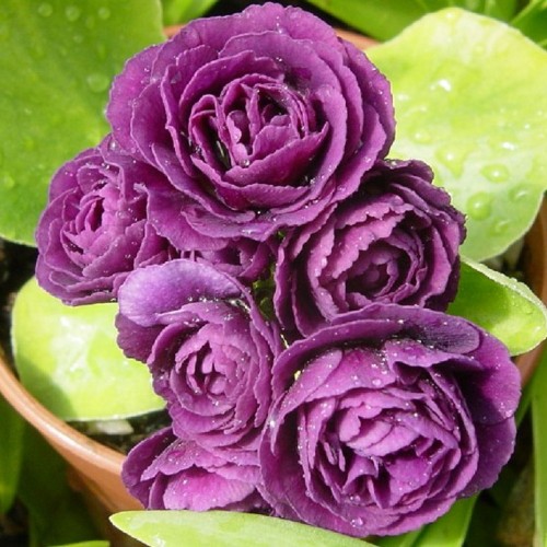 Primula auricula 'Fred Booley' - Kõrvikpriimula 'Fred Booley' P9/0,55L